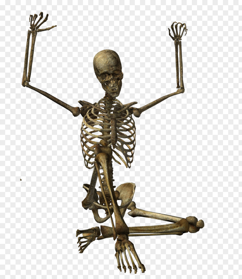 Skeleton Human Skull PNG