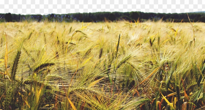 The Wheat In Land Barley Cereal Crop Agriculture PNG