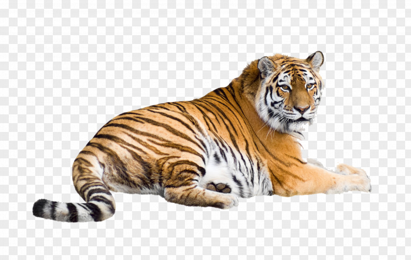 Cat Siberian Tiger Bengal White Desktop Wallpaper PNG