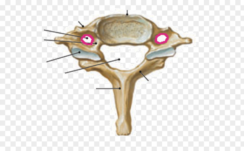 Cervical Vertebrae Human Vertebral Column Atlas PNG