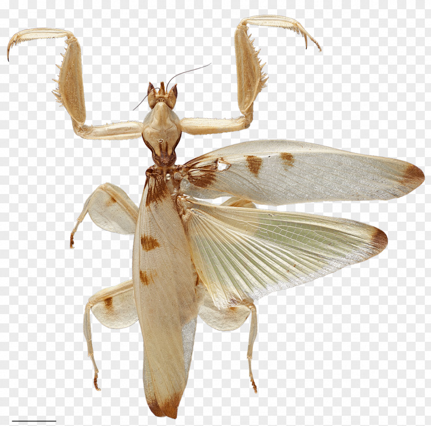 Insect Orchid Mantis Invertebrate Evolution Orchids PNG