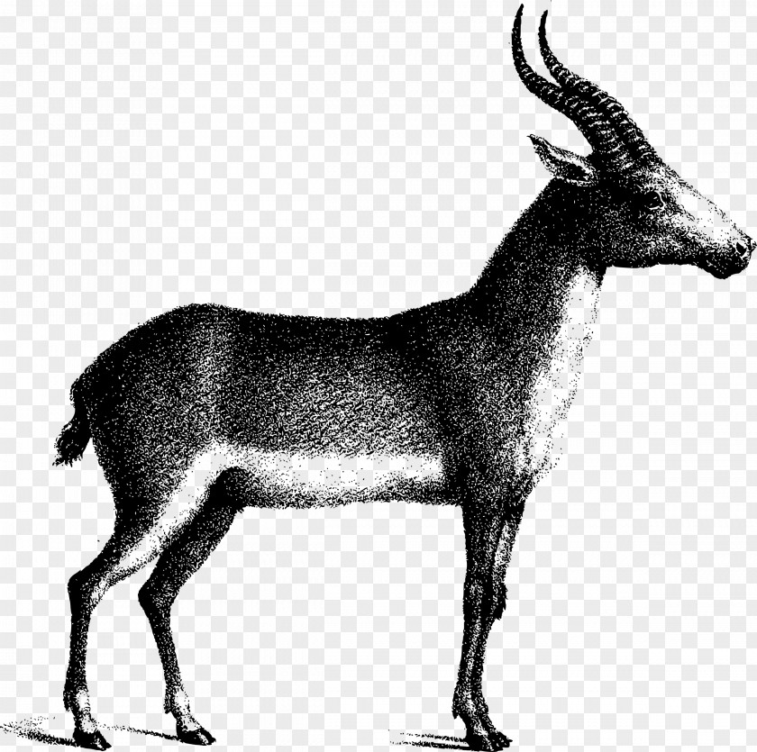 Antelope Saiga Gemsbok Deer Waterbuck PNG