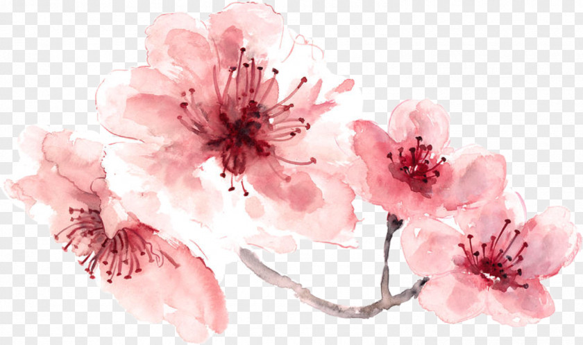 Cherry Blossom Watercolor Painting PNG