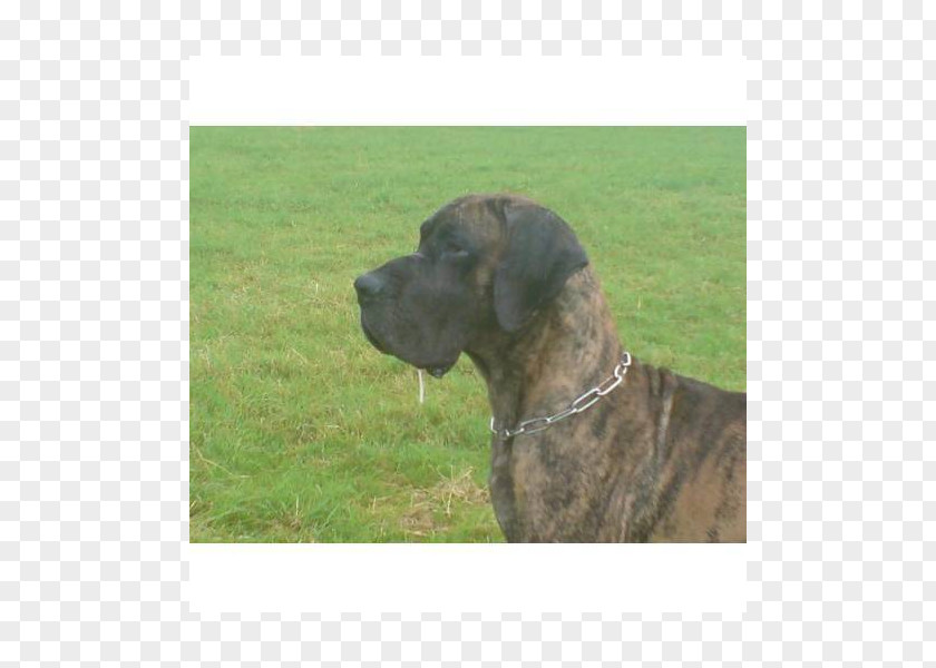 Deutsche Dogge Dog Breed Plott Hound Great Dane Fila Brasileiro Rare (dog) PNG
