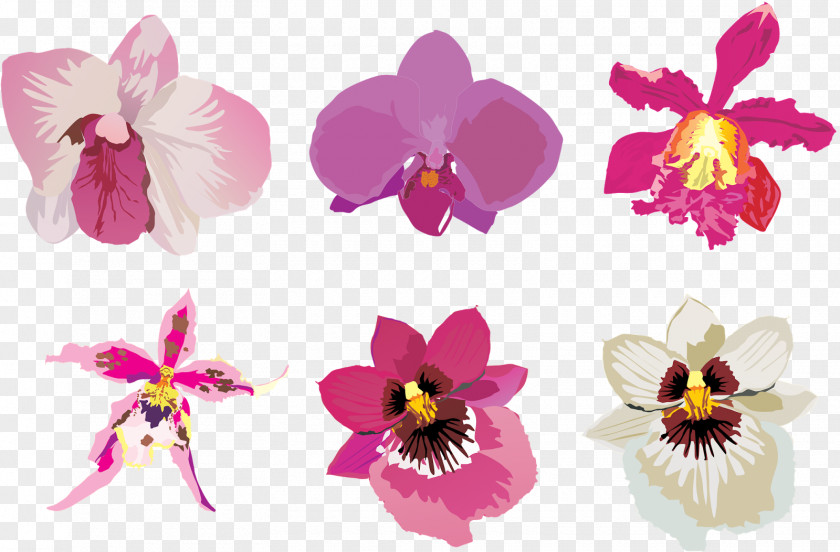 Flower Cut Flowers Orchids PNG