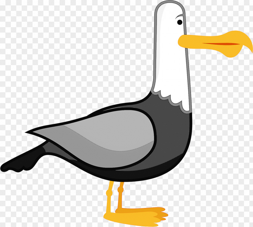 Bird Beak Seabird Cartoon Gull PNG