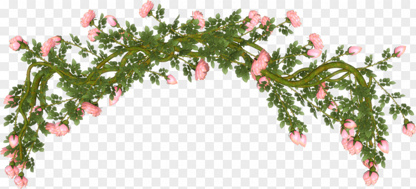Rama Cut Flowers Rose PNG