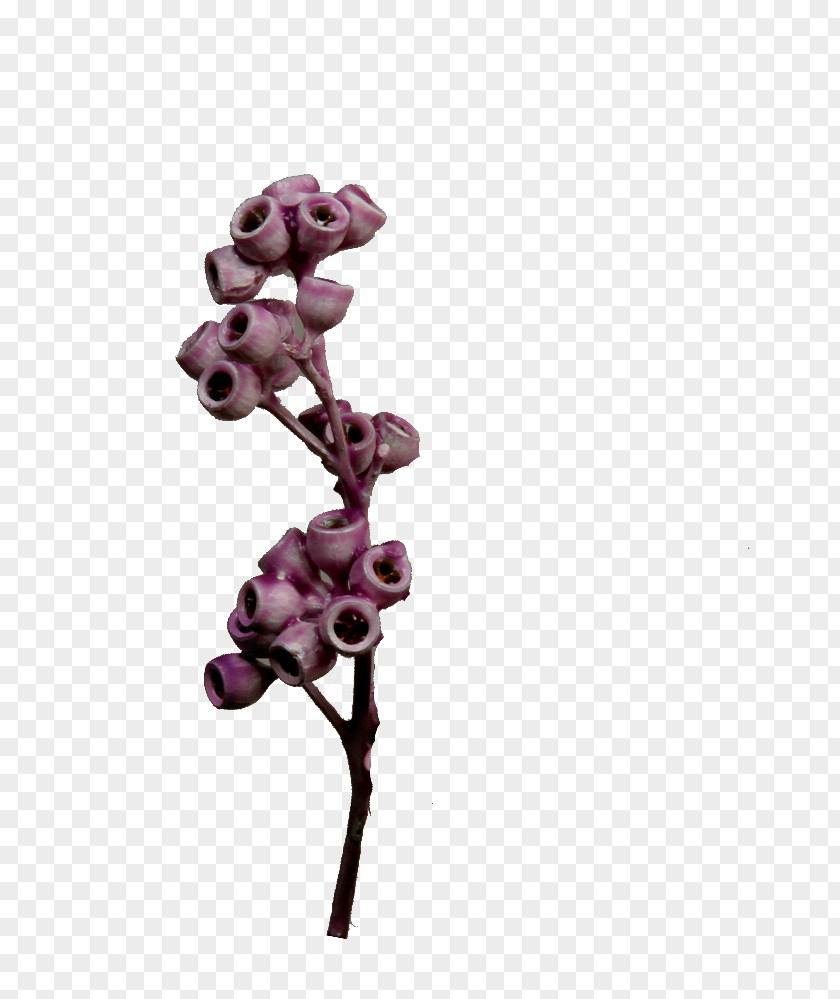 EUKALYPTUS Flowering Plant Plants PNG