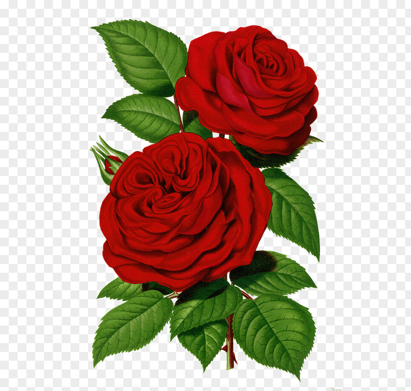 Pinceladas Garden Roses Cabbage Rose Printing Flower PNG