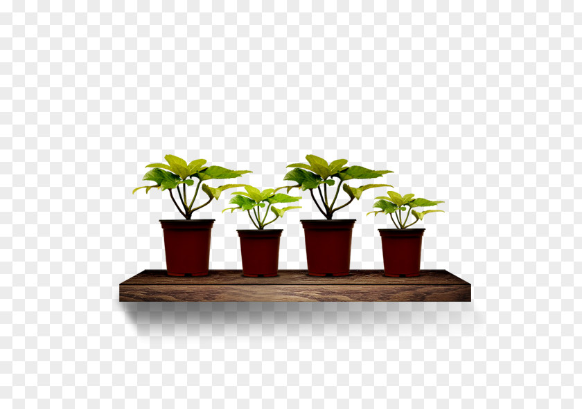 Plants,leaf Download PNG