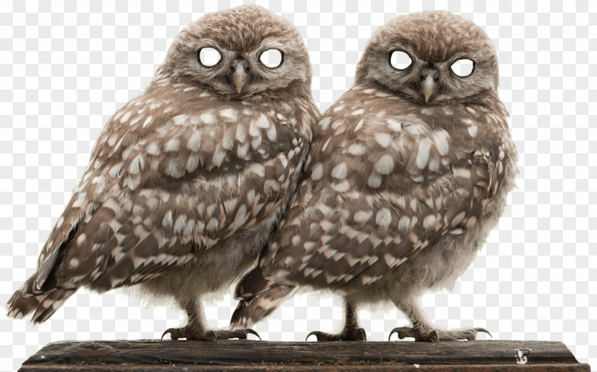 Promotional Advertising Creative Three-dimensional Bird Eurasian Eagle-owl Snowy Owl Barn Ural PNG