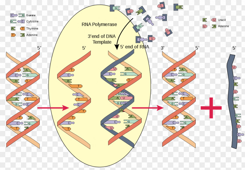 Rna RNA Polymerase Nucleic Acid DNA PNG
